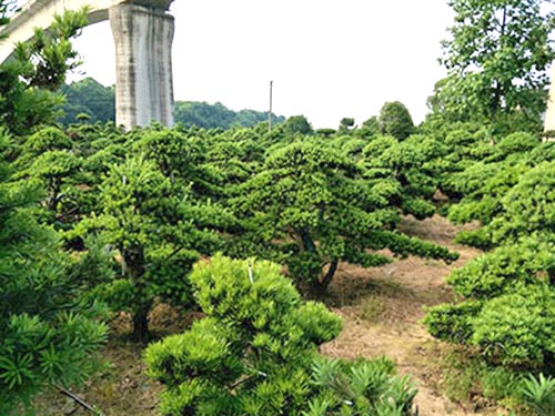 長沙縣智聯(lián)園林綠化有限公司_長沙羅漢松|桂花樹價(jià)格|香樟苗木哪家好